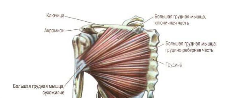 Строение и анатомические особенности грудных мышц человека Как называется грудная мышца