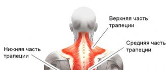 Самомассаж трапециевидной мышцы избавит от боли в плечах, спине, голове и руках Лучшие упражнения для проработки трапеций